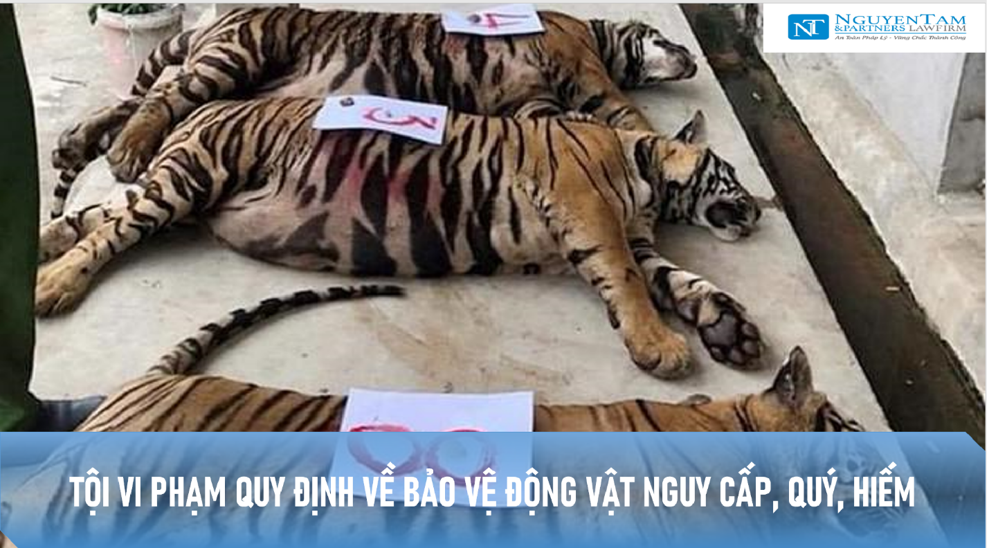 TỘI VI PHẠM QUY ĐỊNH VỀ BẢO VỆ ĐỘNG VẬT NGUY CẤP, QUÝ, HIẾM